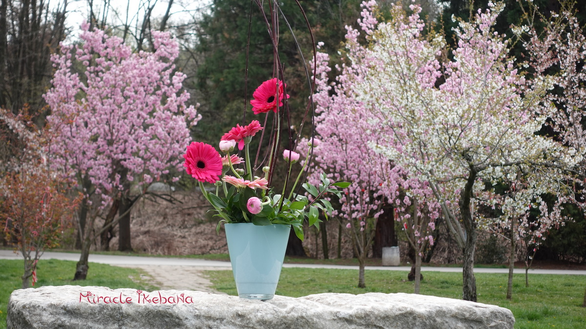 Сакура, японска вишна. Sakura, cherry blosssom